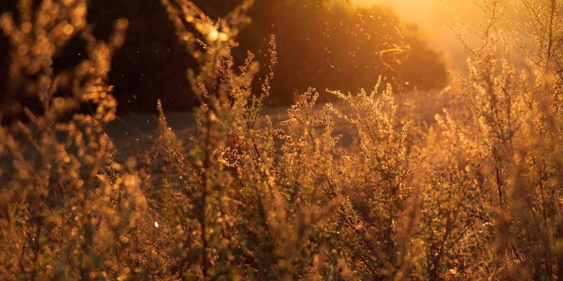 时间敏感网络（TSN）：IT服务与网络技术如何为工业物联网提供确定性低延迟通信保障