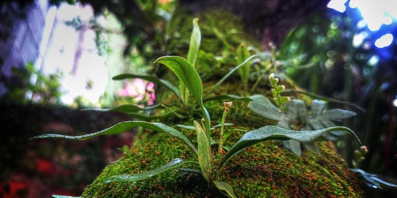 构建网络弹性架构：如何通过现代编程与Web解决方案超越传统业务连续性规划