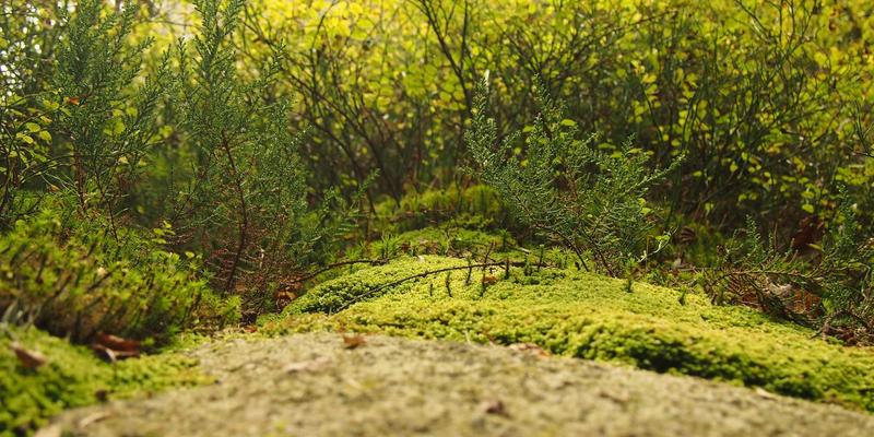 波西米亚设计哲学如何重塑IT服务与软件开发