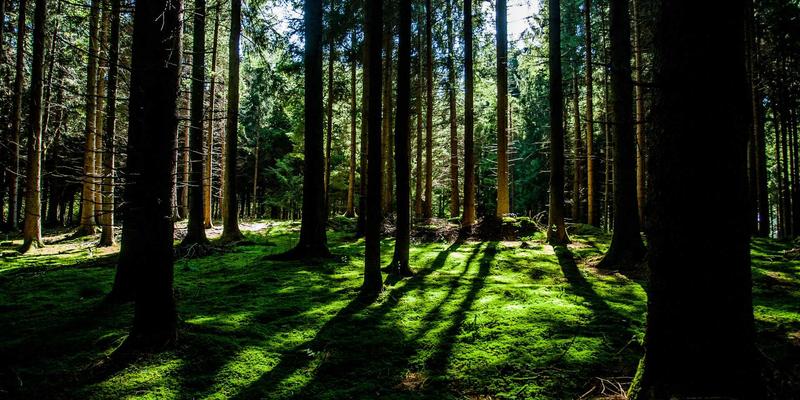 波西米亚设计理念如何重塑网络技术与IT服务体验