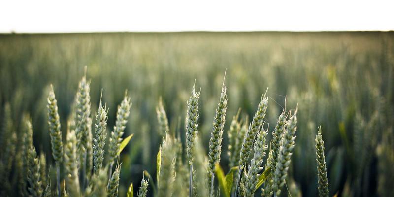 重塑未来体验：边缘计算与MEC如何通过软件开发与网络技术赋能低延迟应用