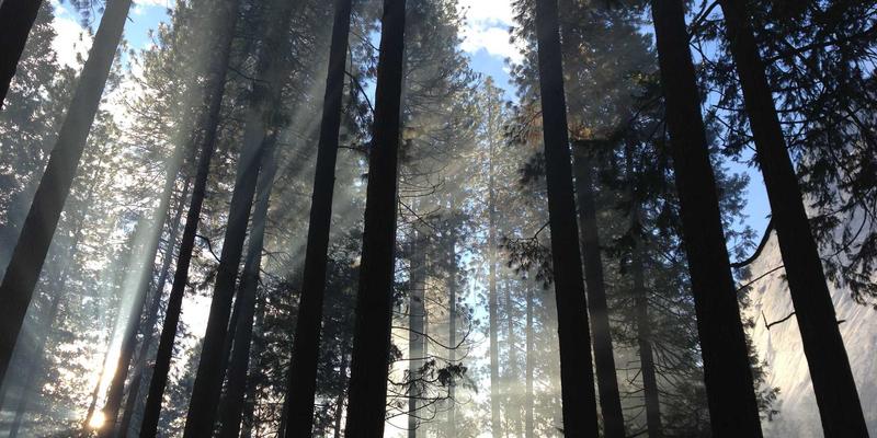 重塑网络架构：P4语言与可编程交换机如何赋能下一代Web解决方案与软件开发