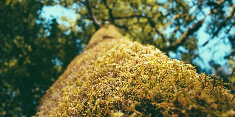 量子密钥分发网络：编程与网络技术如何构建下一代超安全通信基础设施